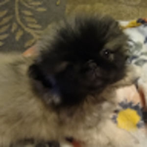 Meet your Posher, Veronica